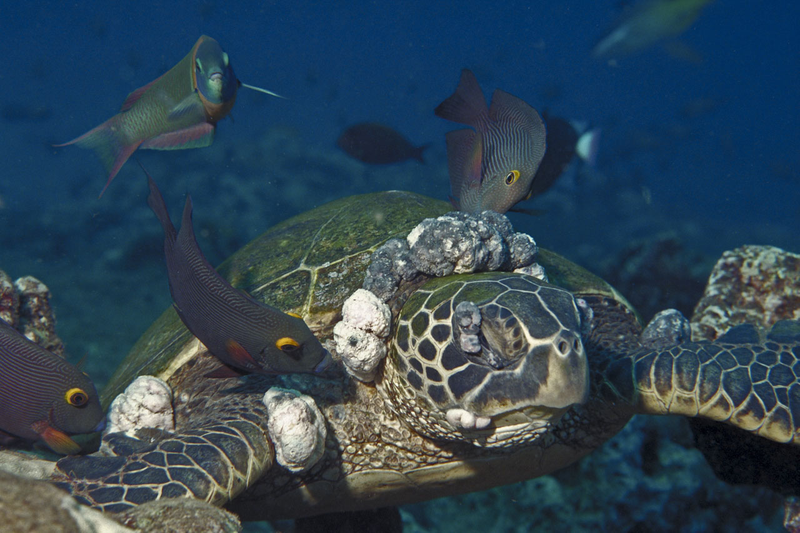 A Hawaiian green turtle severely afflicted with fibropapillomatosis (Image: Peter Bennett & Ursula Keuper-Bennett)
